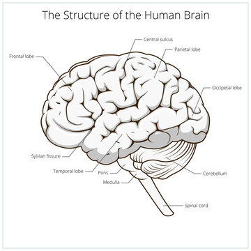 Structure of human brain schematic vector