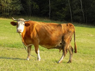 Cow on meadow