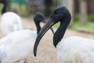 black head ibis (oriental white ibis)