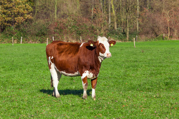 dairy cow.  Cow grazing on a green meadow.
