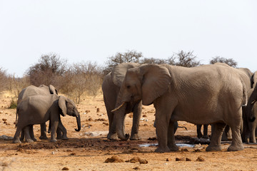 herd of African elephants at a waterhole