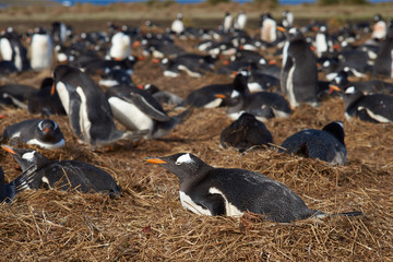 Gentoo Penguins (Pygoscelis papua) nesting on Sealion Island in the Falkland Islands.