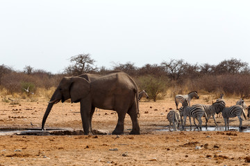 herd of African elephants at a waterhole