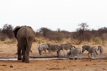 Fototapeta premium herd of African elephants at a waterhole