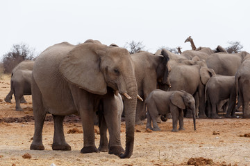 Fototapeta na wymiar herd of African elephants at a waterhole