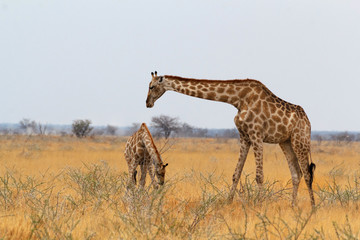 adult female giraffe with calf grazzing