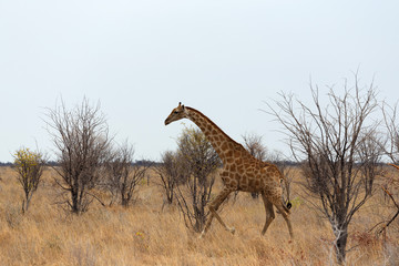 Giraffa camelopardalis near waterhole