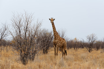 Giraffa camelopardalis near waterhole