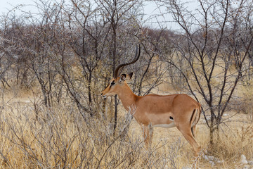 Portrait of Impala antelope male