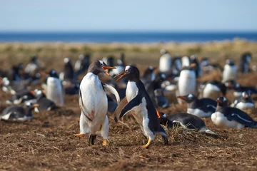 Poster Two Gentoo Penguins (Pygoscelis papua) squabbling during the breeding season on Sealion Island in the Falkland Islands. © JeremyRichards