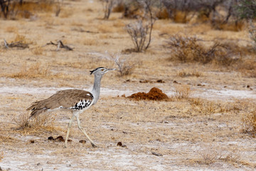 Kori Bustard in african bush