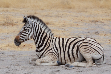 Fototapeta na wymiar Young zebra in african bush