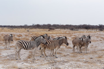 Fototapeta na wymiar Zebra in african bush