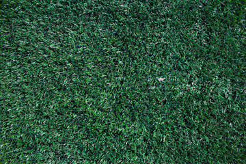 Grass texture