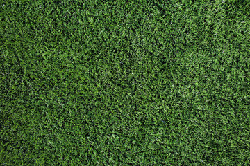Fototapeta premium Grass texture