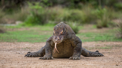 Komodo dragon is on the ground. Interesting perspective. The low point shooting. Indonesia. Komodo National Park. An excellent illustration.