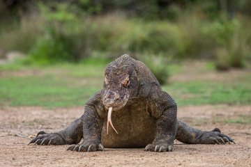 Komodo dragon is on the ground. Interesting perspective. The low point shooting. Indonesia. Komodo National Park. An excellent illustration.