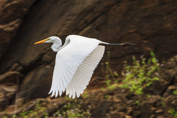 Great Egret Flying