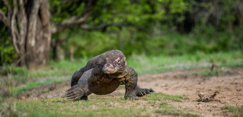 Komodo dragon is on the ground. Interesting perspective. The low point shooting. Indonesia. Komodo National Park. An excellent illustration.