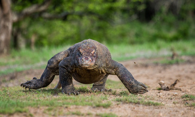 Fototapeta premium Komodo dragon is on the ground. Interesting perspective. The low point shooting. Indonesia. Komodo National Park. An excellent illustration.