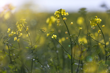 Rape Seed crops