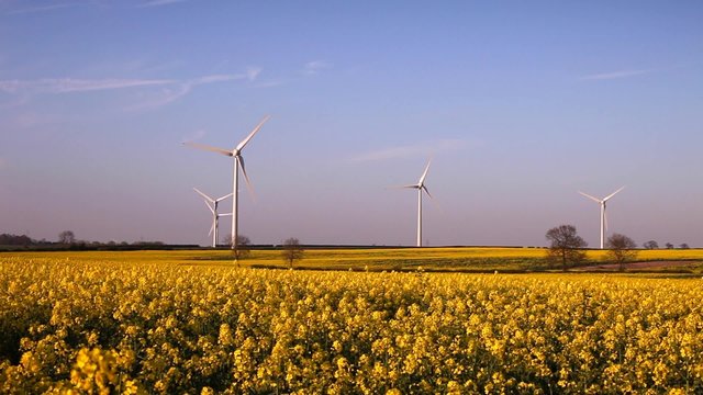 Wind-Powered Electrical Generators at Rapeseed Field