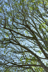 New leaf growth on a tree