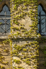 Ivy growing over a wall