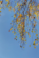 birch branches with autumn leaves