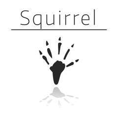 Squirrel animal track