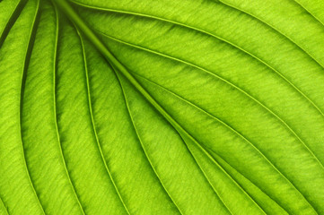  green leaf texture