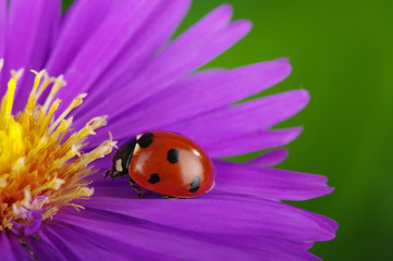 Obraz premium Ladybug