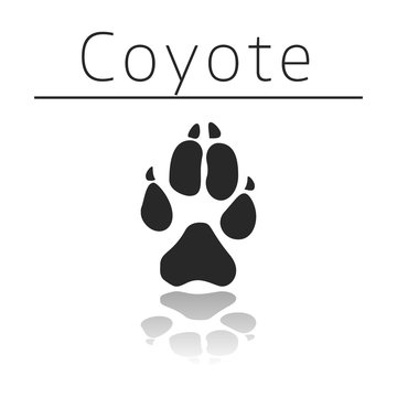 Coyote animal track