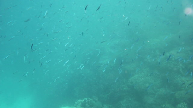 Baitfish (anchovies) schooling together.