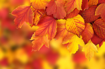 Fototapeta premium branch with autumn leaves