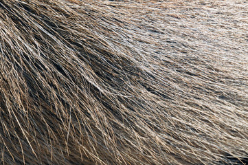Closeup of the fur of a capybara (hydrochoerus),