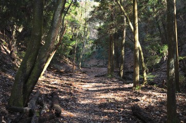 京都　大文字山