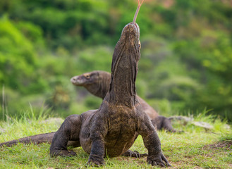 Komodo dragon is on the ground. Interesting perspective. The low point shooting. Indonesia. Komodo National Park. An excellent illustration.