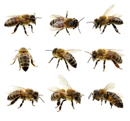 Foto op Plexiglas Set van bijen © Alekss