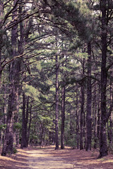 Fototapeta premium Pine Tree Trail