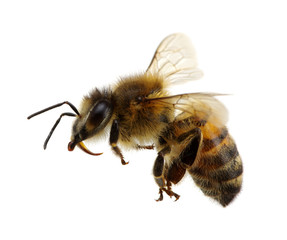 bee