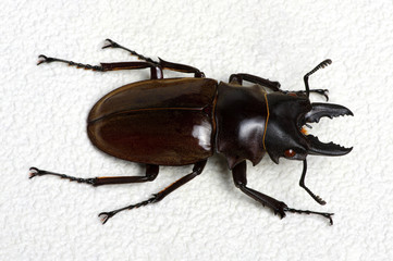 Stag beetle