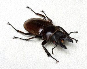 Stag beetle