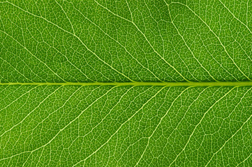  green leaf texture