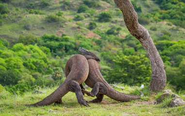 Obraz premium Komodo Dragons are fighting each other. Very rare picture. Indonesia. Komodo National Park. An excellent illustration.