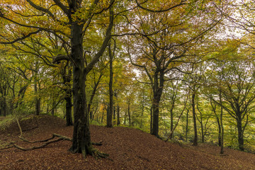 Autumn forest Leaves