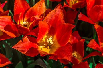 Orange Tulips