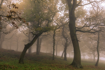 Fototapeta na wymiar Fog in Autumn forest
