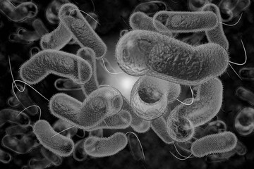 Cholera Bacteria