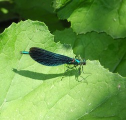 Dragonfly 